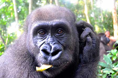 African Gorilla