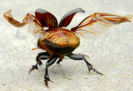 the Dung Beetle expaning it's wings
