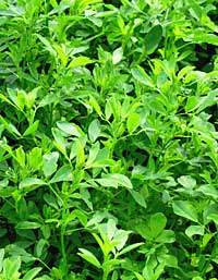 Alfalfa