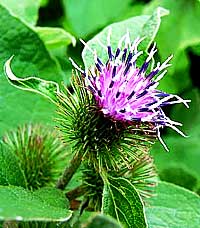 Burdock