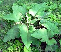 Burdock