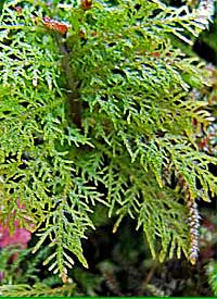 Irish Moss
