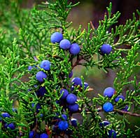 Juniper Berries