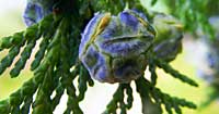 Juniper Berries