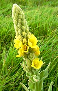 Mullein