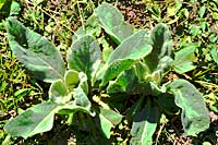 Mullein