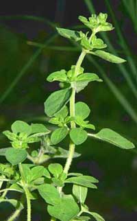 Oregano