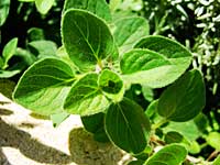 Oregano