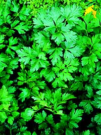 Parsley
