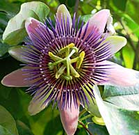 Passion Flower