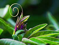 Passion Flower