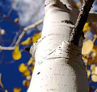Quaking Aspen