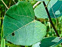 Quaking Aspen