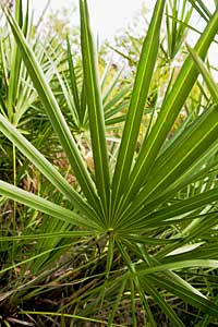 Saw Palmetto