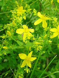 St. John's Wort