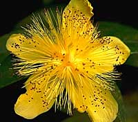 St. John's Wort