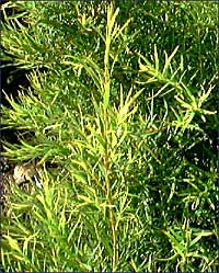 Tea Tree Oil