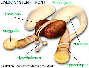 Limbic System
