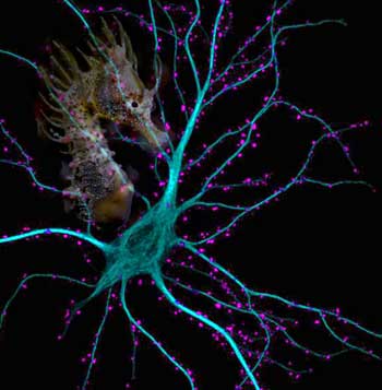 Hippocampus Seahorse
