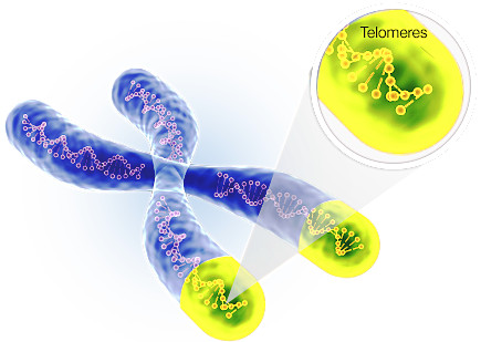 Telomeres