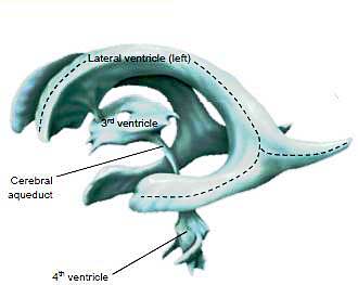 Ventricals